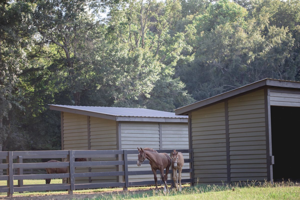 Windwood Equestrian - Exceptional Sport Horses